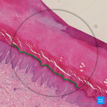 Estrato lúcido (Stratum lucidum epidermis); Imagen: 