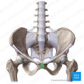 Anterior pubic ligament (Ligamentum pubicum anterius); Image: Liene Znotina