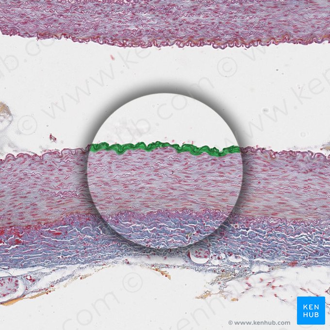 Túnica íntima de la arteria (Tunica intima arteriae); Imagen: 