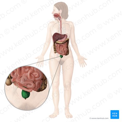 Reto (Rectum); Imagem: Begoña Rodriguez