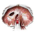 Diaphragm