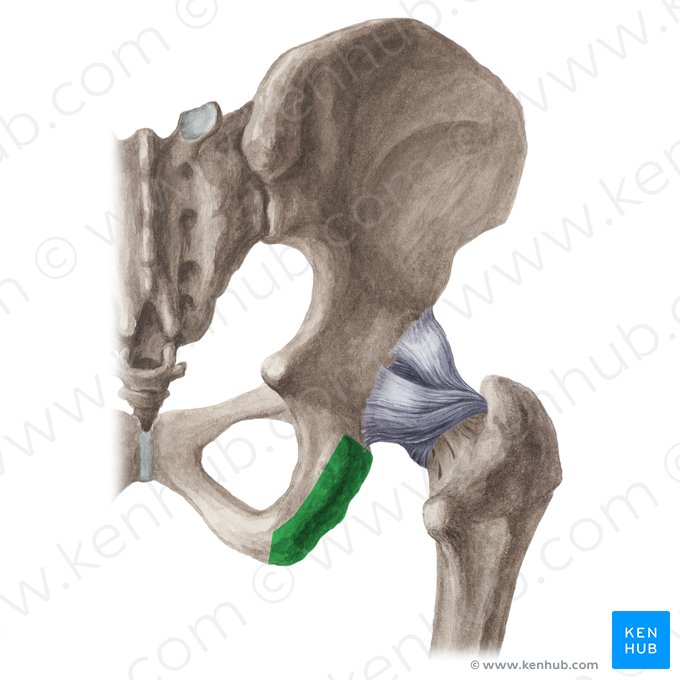 Ischial tuberosity (Tuber ischiadicum); Image: Liene Znotina