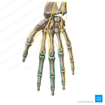 Proper palmar digital branches of median nerve (Rami digitales palmares proprii nervi mediani); Image: Yousun Koh