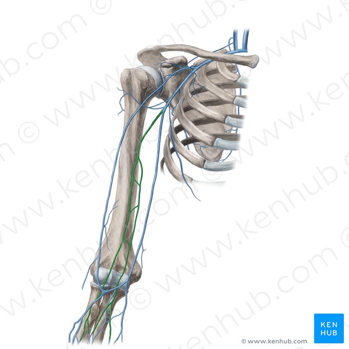 Brachial veins (Venae brachiales); Image: Yousun Koh