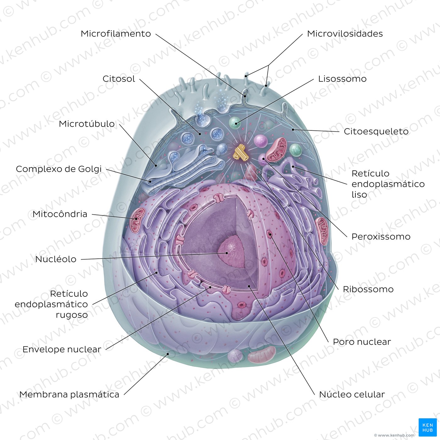 Eukaryotic cell