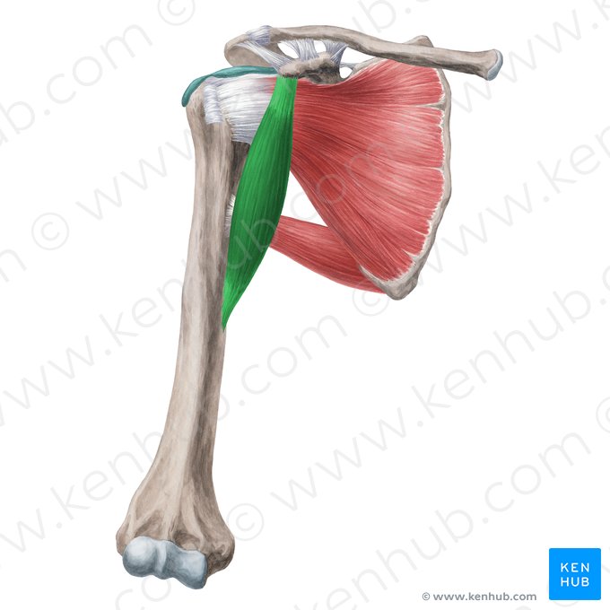 Musculus coracobrachialis (Rabenschnabel-Oberarmmuskel); Bild: Yousun Koh