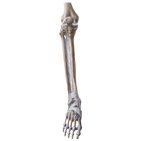Tibia y fíbula