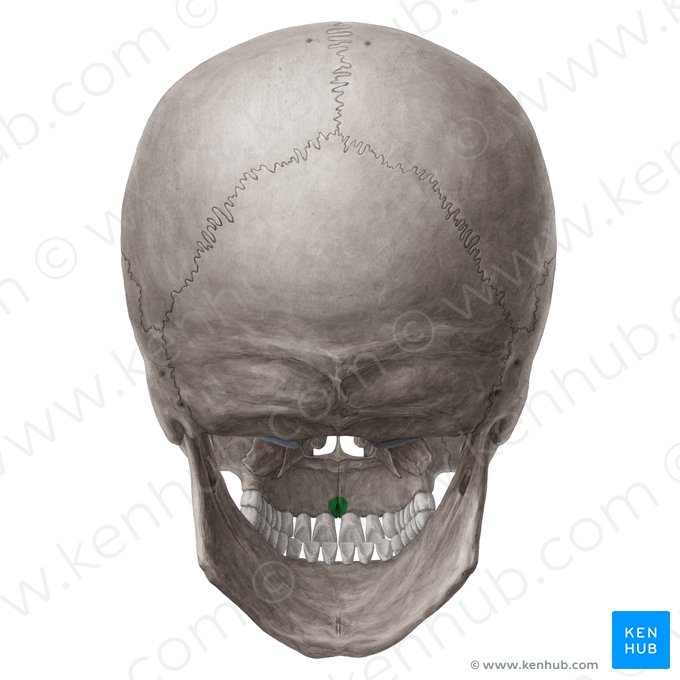 Incisive foramen (Foramen incisivum); Image: Yousun Koh