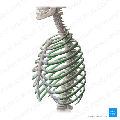 Borde inferior de la costilla (Margo inferior costae); Imagen: Yousun Koh