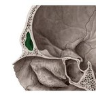 Stirnhöhle (Sinus frontalis)