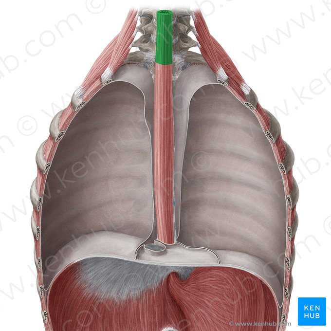 Pars cervicalis oesophagi (Halsteil der Speiseröhre); Bild: Yousun Koh