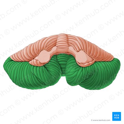 Lóbulo posterior del cerebelo (Lobus posterior cerebelli); Imagen: Paul Kim