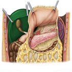 Liver and gallbladder