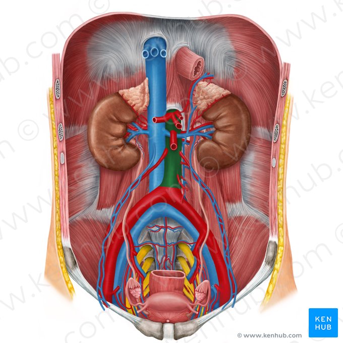 Aorta abdominal (Aorta abdominalis); Imagem: Irina Münstermann