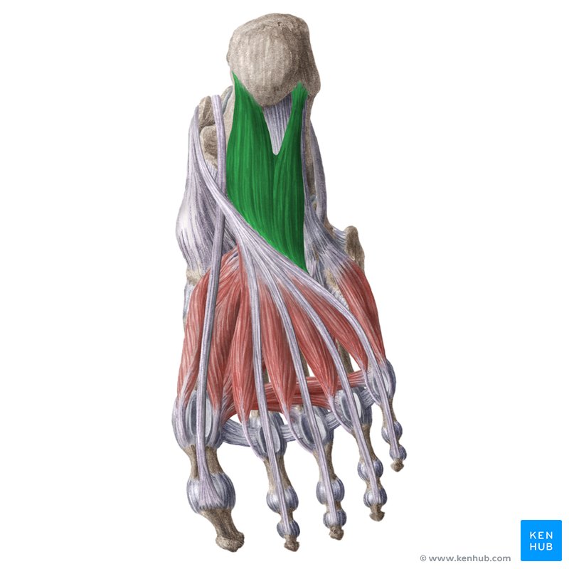 Quadratus plantae muscle (Musculus quadratus plantae)