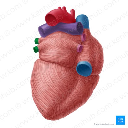 Left pulmonary veins (Venae pulmonales sinistrae); Image: Yousun Koh