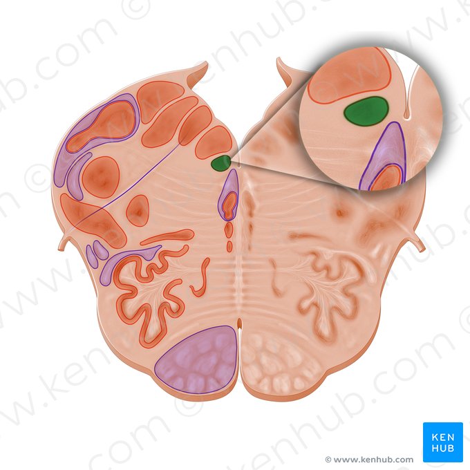 Nucleus subhypoglossalis (Roller-Kern); Bild: Paul Kim