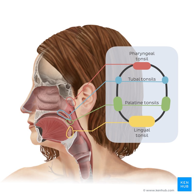 A diagram showing how the tonsils are arranged in a concentric shape known as the pharyngeal lymphoid ring (of Waldeyer).