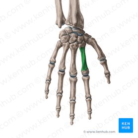 Body of 2nd metacarpal bone (Corpus ossis metacarpi 2); Image: Yousun Koh