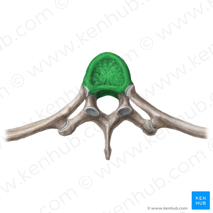 Cuerpo vertebral (Corpus vertebrae); Imagen: Liene Znotina