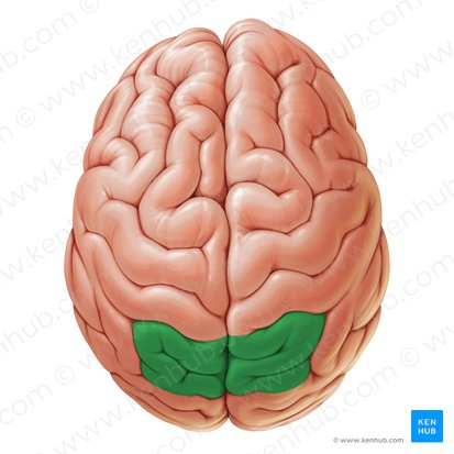 Superior parietal lobule (Lobulus parietalis superior); Image: Paul Kim