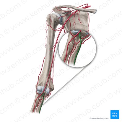 Arteria ulnar (Arteria ulnaris); Imagen: Yousun Koh