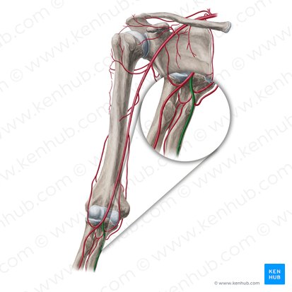 Artéria ulnar (Arteria ulnaris); Imagem: Yousun Koh