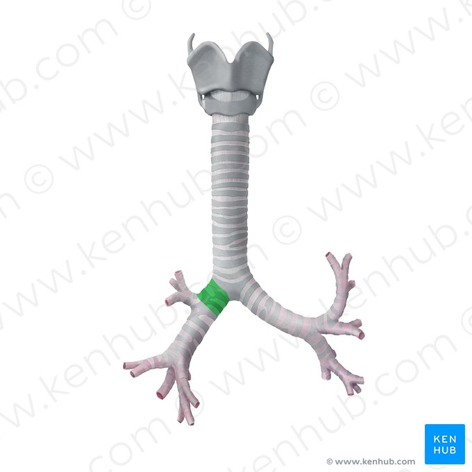 Bronquio principal derecho (Bronchus principalis dexter); Imagen: Begoña Rodriguez