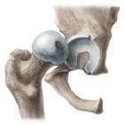 Femur (Oberschenkelknochen)