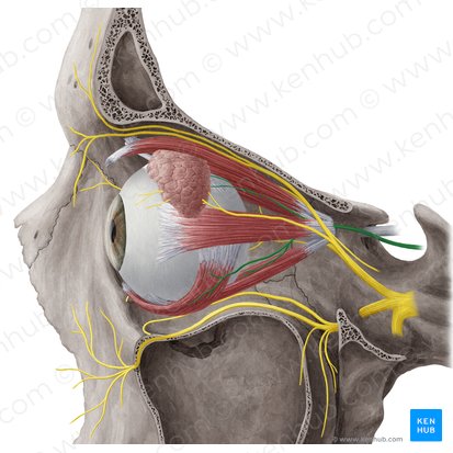 Nervio oculomotor (Nervus oculomotorius); Imagen: Yousun Koh