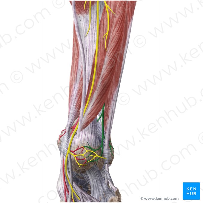 Fibular artery (Arteria fibularis); Image: Liene Znotina