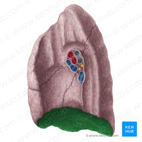 Facies diaphragmatica pulmonis dextri (Zwerchfellseite der rechten Lunge); Bild: Yousun Koh