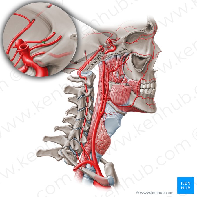 Anterior communicating artery (Arteria communicans anterior); Image: Paul Kim