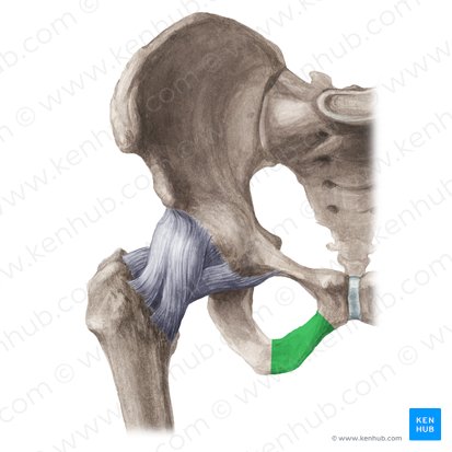 Ramo púbico inferior (Ramus inferior ossis pubis); Imagem: Liene Znotina