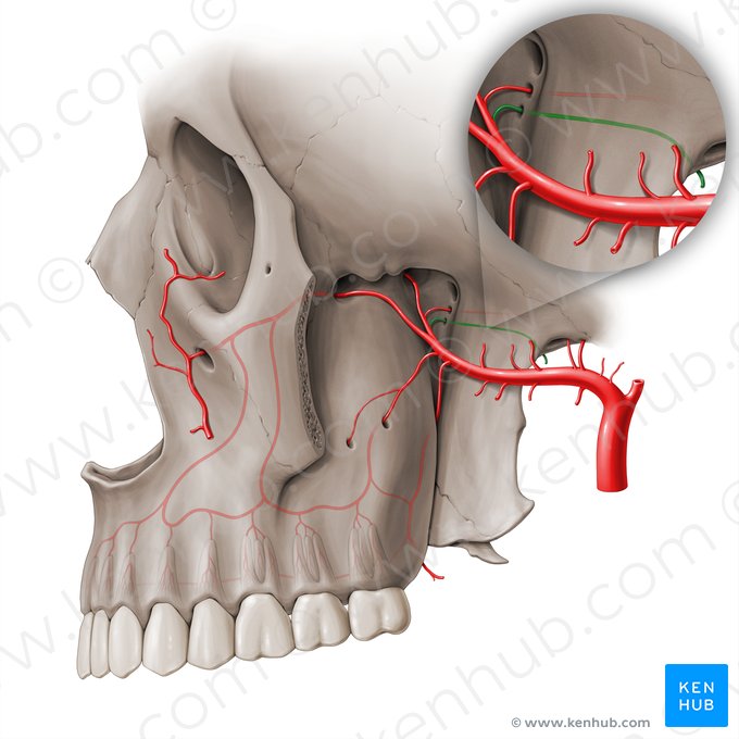 Ramo faríngeo da artéria maxilar (Ramus pharyngeus arteria maxillaris); Imagem: Paul Kim