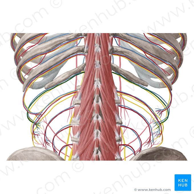 Artéria subcostal (Arteria subcostalis); Imagem: Yousun Koh