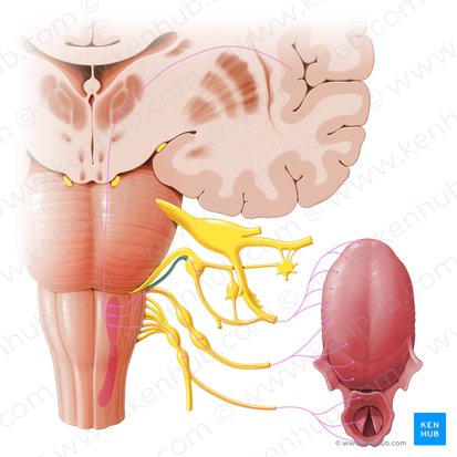Radix sensoria nervi facialis (Sensible Wurzel des Gesichtsnervs); Bild: Paul Kim