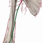 Arteria brachialis