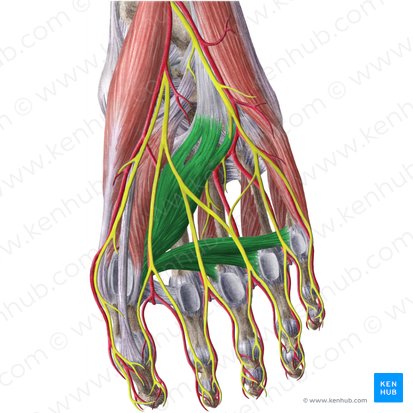 Musculus adductor hallucis (Großzehenanzieher); Bild: Liene Znotina