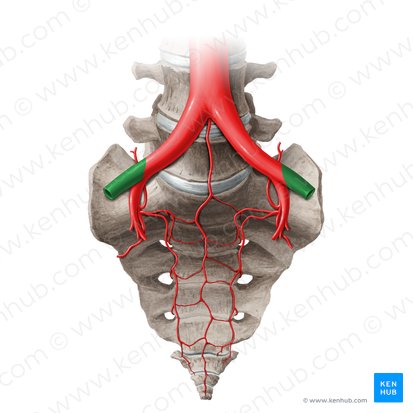 Arteria iliaca externa (Äußere Beckenarterie); Bild: Liene Znotina