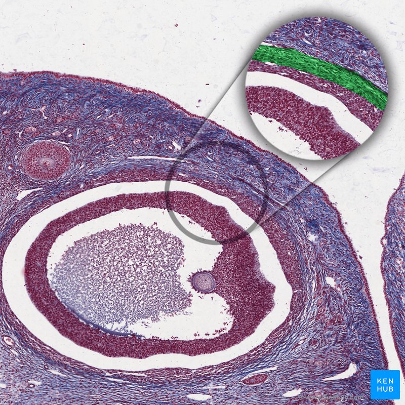 Theca externa cells - histological slide