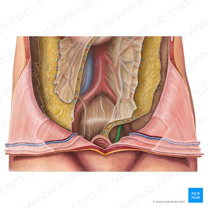 Ureter sinister (Linker Harnleiter); Bild: Irina Münstermann