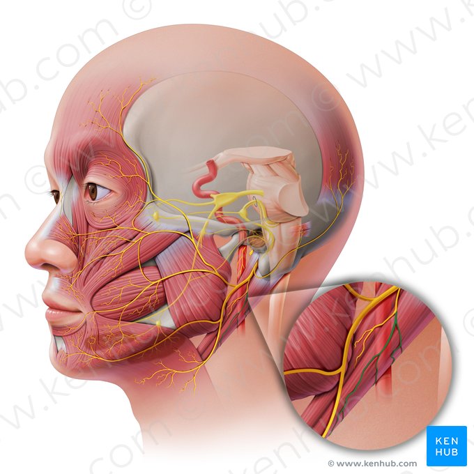 Ramo digástrico do nervo facial (Ramus digastricus nervi facialis); Imagem: Paul Kim