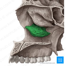 Cornete nasal inferior (Concha nasalis inferior); Imagen: Yousun Koh