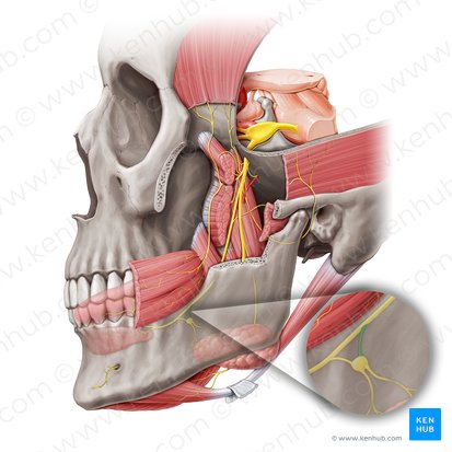Ramo posterior del nervio lingual para el ganglio submandibular (Ramus posterior ganglionicus submandibularis nervi lingualis); Imagen: Paul Kim