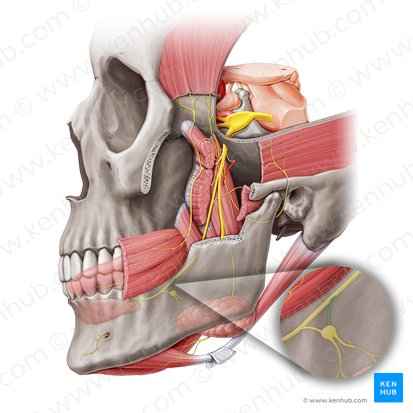 Posterior branch of lingual nerve to submandibular ganglion (Ramus posterior ganglionicus submandibularis nervi lingualis); Image: Paul Kim