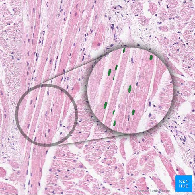 Núcleo de miócito (Nucleus myocyti); Imagem: 