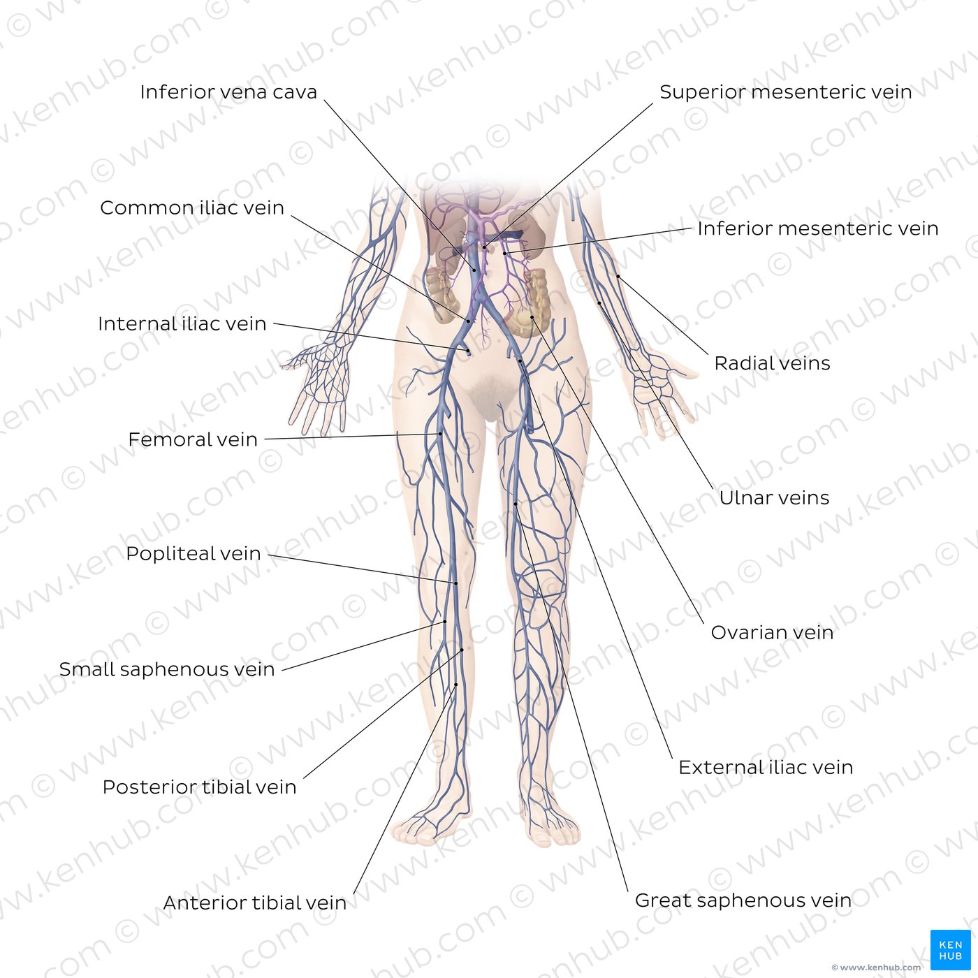 Cardiovascular system: Veins of the lower part of the body