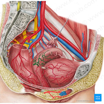 Right uterine artery (Arteria uterina dextra); Image: Irina Münstermann