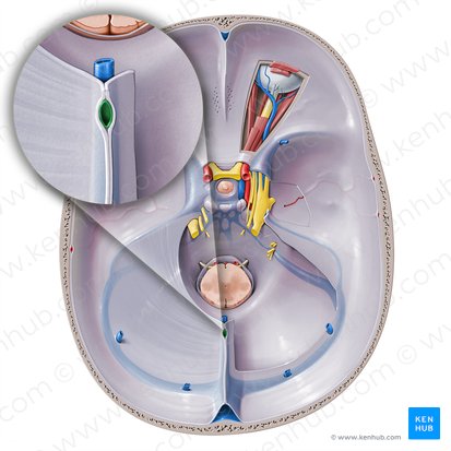 Inferior sagittal sinus (Sinus sagittalis inferior); Image: Paul Kim